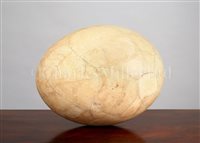 Lot 272 - A COMPOSITE ELEPHANT BIRD EGG, MADAGASCAR,...