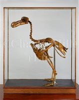 Lot 273 - A CAST OF A COMPLETE DODO SKELETON, 20TH-CENTURY