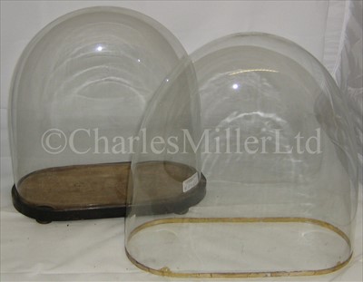 Lot 249 - TWO GLASS DISPLAY DOMES SUITABLE FOR SHIP...