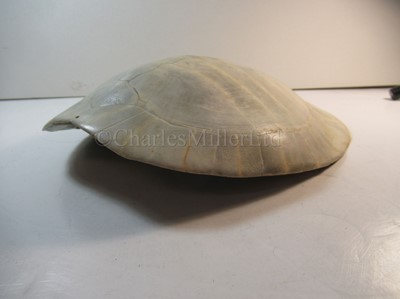 Lot 170 - Ø A MID-19TH CENTURY SOUTH AMERICAN RIVER TURTLE [PODOCNEMIS EXPANSA] CARAPACE