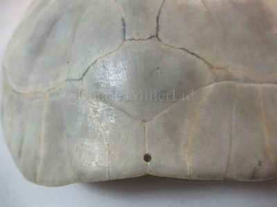 Lot 170 - Ø A MID-19TH CENTURY SOUTH AMERICAN RIVER TURTLE [PODOCNEMIS EXPANSA] CARAPACE