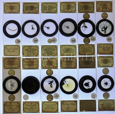Lot 392 - MICROSCOPE SLIDES FROM THE PERSONAL COLLECTION OF FRED ENOCK (1845-1916)