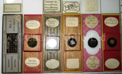 Lot 392 - MICROSCOPE SLIDES FROM THE PERSONAL COLLECTION OF FRED ENOCK (1845-1916)
