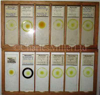 Lot 392 - MICROSCOPE SLIDES FROM THE PERSONAL COLLECTION OF FRED ENOCK (1845-1916)