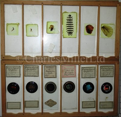 Lot 392 - MICROSCOPE SLIDES FROM THE PERSONAL COLLECTION OF FRED ENOCK (1845-1916)