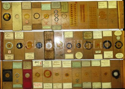 Lot 392 - MICROSCOPE SLIDES FROM THE PERSONAL COLLECTION OF FRED ENOCK (1845-1916)