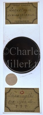 Lot 392 - MICROSCOPE SLIDES FROM THE PERSONAL COLLECTION OF FRED ENOCK (1845-1916)