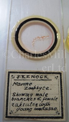 Lot 392 - MICROSCOPE SLIDES FROM THE PERSONAL COLLECTION OF FRED ENOCK (1845-1916)