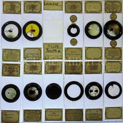 Lot 392 - MICROSCOPE SLIDES FROM THE PERSONAL COLLECTION OF FRED ENOCK (1845-1916)