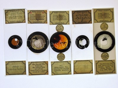 Lot 392 - MICROSCOPE SLIDES FROM THE PERSONAL COLLECTION OF FRED ENOCK (1845-1916)