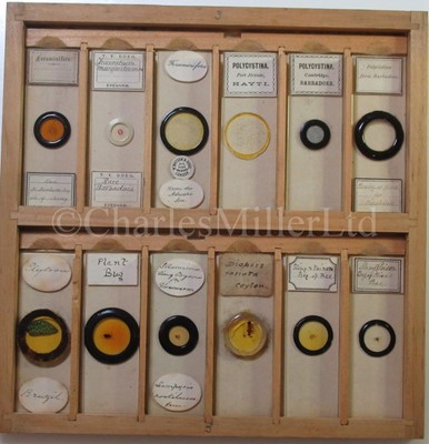 Lot 392 - MICROSCOPE SLIDES FROM THE PERSONAL COLLECTION OF FRED ENOCK (1845-1916)