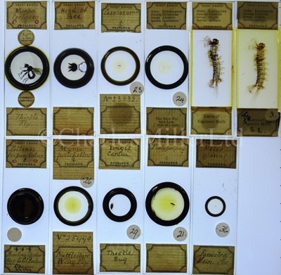 Lot 392 - MICROSCOPE SLIDES FROM THE PERSONAL COLLECTION OF FRED ENOCK (1845-1916)