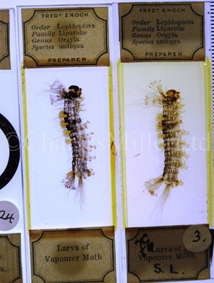 Lot 392 - MICROSCOPE SLIDES FROM THE PERSONAL COLLECTION OF FRED ENOCK (1845-1916)