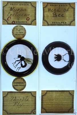 Lot 392 - MICROSCOPE SLIDES FROM THE PERSONAL COLLECTION OF FRED ENOCK (1845-1916)