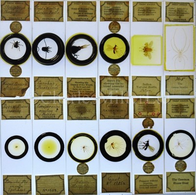 Lot 392 - MICROSCOPE SLIDES FROM THE PERSONAL COLLECTION OF FRED ENOCK (1845-1916)