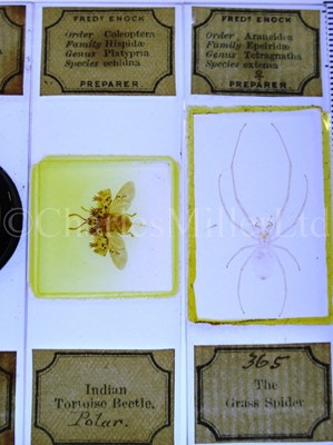 Lot 392 - MICROSCOPE SLIDES FROM THE PERSONAL COLLECTION OF FRED ENOCK (1845-1916)