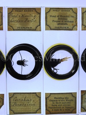 Lot 392 - MICROSCOPE SLIDES FROM THE PERSONAL COLLECTION OF FRED ENOCK (1845-1916)