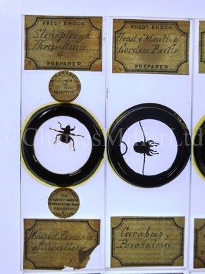 Lot 392 - MICROSCOPE SLIDES FROM THE PERSONAL COLLECTION OF FRED ENOCK (1845-1916)