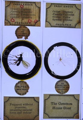 Lot 392 - MICROSCOPE SLIDES FROM THE PERSONAL COLLECTION OF FRED ENOCK (1845-1916)