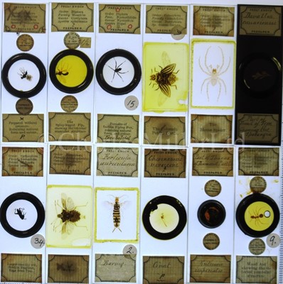 Lot 392 - MICROSCOPE SLIDES FROM THE PERSONAL COLLECTION OF FRED ENOCK (1845-1916)