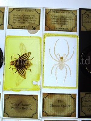 Lot 392 - MICROSCOPE SLIDES FROM THE PERSONAL COLLECTION OF FRED ENOCK (1845-1916)