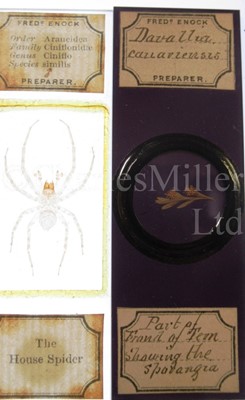Lot 392 - MICROSCOPE SLIDES FROM THE PERSONAL COLLECTION OF FRED ENOCK (1845-1916)