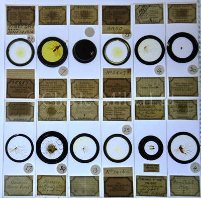 Lot 392 - MICROSCOPE SLIDES FROM THE PERSONAL COLLECTION OF FRED ENOCK (1845-1916)