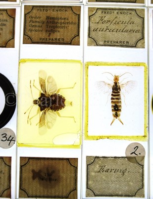 Lot 392 - MICROSCOPE SLIDES FROM THE PERSONAL COLLECTION OF FRED ENOCK (1845-1916)