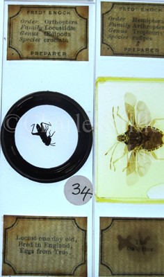 Lot 392 - MICROSCOPE SLIDES FROM THE PERSONAL COLLECTION OF FRED ENOCK (1845-1916)