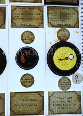 Lot 392 - MICROSCOPE SLIDES FROM THE PERSONAL COLLECTION OF FRED ENOCK (1845-1916)