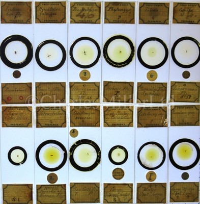 Lot 392 - MICROSCOPE SLIDES FROM THE PERSONAL COLLECTION OF FRED ENOCK (1845-1916)