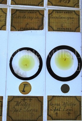 Lot 392 - MICROSCOPE SLIDES FROM THE PERSONAL COLLECTION OF FRED ENOCK (1845-1916)