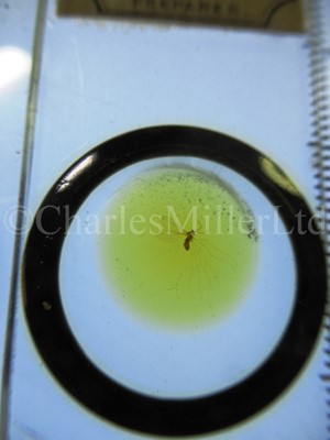 Lot 392 - MICROSCOPE SLIDES FROM THE PERSONAL COLLECTION OF FRED ENOCK (1845-1916)