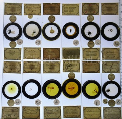 Lot 392 - MICROSCOPE SLIDES FROM THE PERSONAL COLLECTION OF FRED ENOCK (1845-1916)