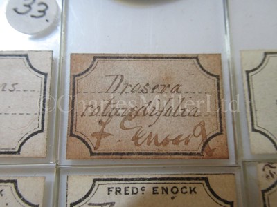 Lot 392 - MICROSCOPE SLIDES FROM THE PERSONAL COLLECTION OF FRED ENOCK (1845-1916)