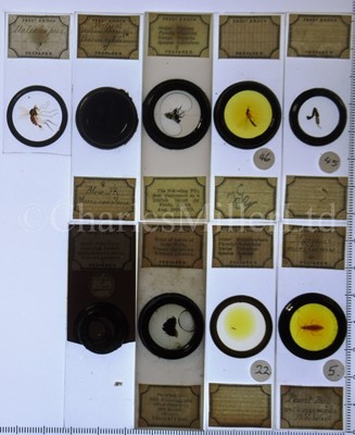 Lot 392 - MICROSCOPE SLIDES FROM THE PERSONAL COLLECTION OF FRED ENOCK (1845-1916)