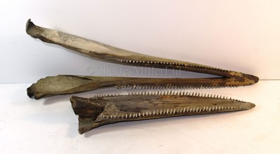 Lot 36 - A PAIR OF 19TH CENTURY SCRIMSHAW DECORATED BOTTLENOSED DOLPHIN JAWS