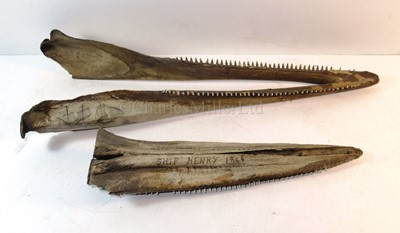 Lot 36 - A PAIR OF 19TH CENTURY SCRIMSHAW DECORATED BOTTLENOSED DOLPHIN JAWS