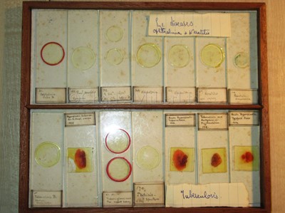 Lot 266 - A CABINET OF MICROSCOPE SLIDES