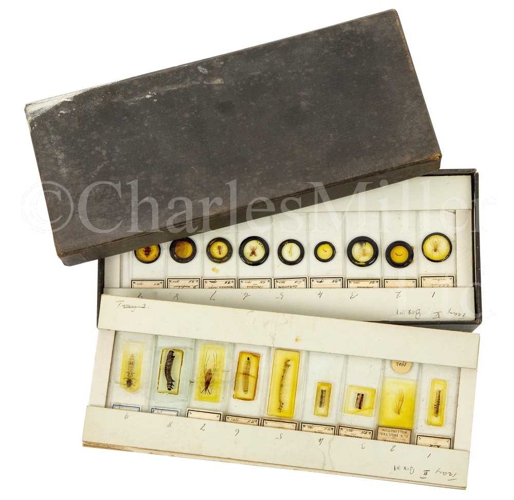 Lot 391 - A COLLECTION OF ENTOMOLOGICAL MICROSCOPE SLIDES