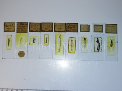 Lot 391 - A COLLECTION OF ENTOMOLOGICAL MICROSCOPE SLIDES