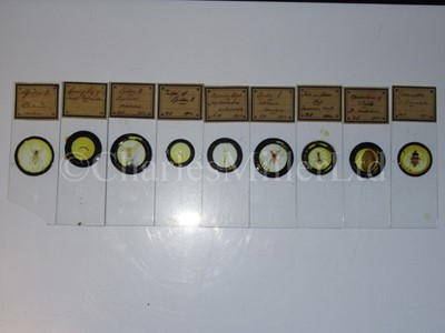 Lot 391 - A COLLECTION OF ENTOMOLOGICAL MICROSCOPE SLIDES