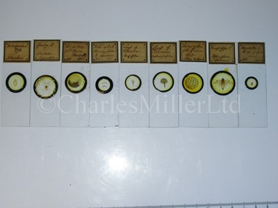 Lot 391 - A COLLECTION OF ENTOMOLOGICAL MICROSCOPE SLIDES