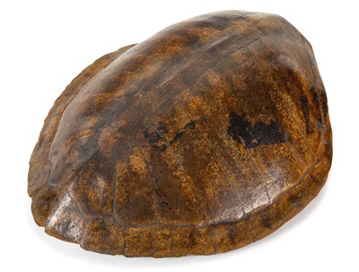 Lot 21 - Ø AN EARLY 20TH CENTURY SOUTH AMERICAN RIVER TURTLE CARAPACE