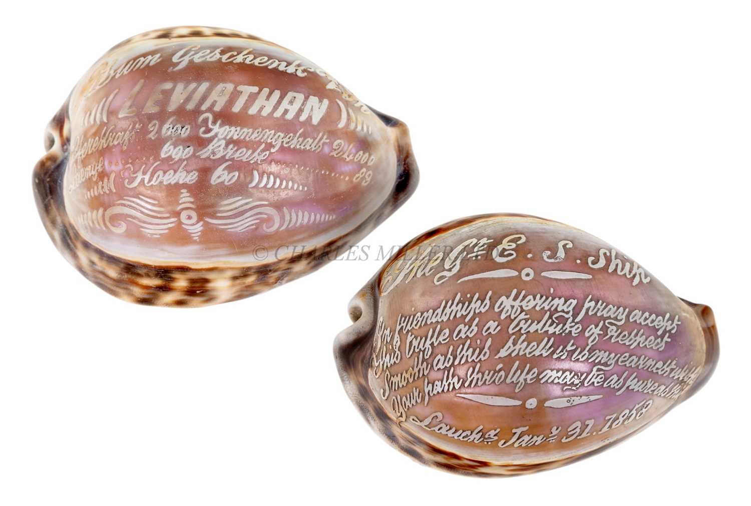 Lot 43 - TWO COMMEMORATIVE COWRIE SHELLS FOR THE GREAT EASTERN