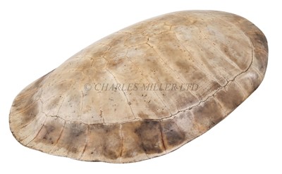 Lot 38 - A LARGE EARLY 20TH CENTURY SOUTH AMERICAN RIVER TURTLE CARAPACE