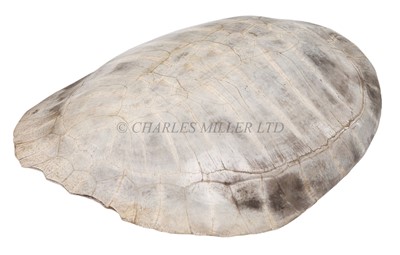 Lot 39 - AN EARLY 20TH CENTURY SOUTH AMERICAN RIVER TURTLE CARAPACE