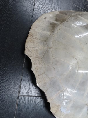 Lot 168 - AN EARLY 20TH CENTURY SOUTH AMERICAN RIVER TURTLE CARAPACE