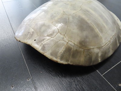 Lot 168 - AN EARLY 20TH CENTURY SOUTH AMERICAN RIVER TURTLE CARAPACE