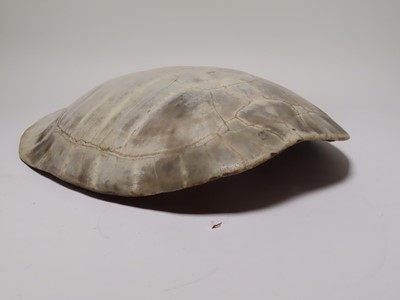 Lot 168 - AN EARLY 20TH CENTURY SOUTH AMERICAN RIVER TURTLE CARAPACE